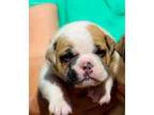 Olde English Bulldogge Puppy for sale in Snohomish, WA, USA