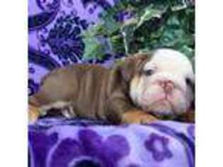 Bulldog Puppy for sale in Orwigsburg, PA, USA