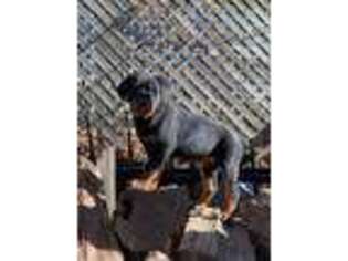 Rottweiler Puppy for sale in Omaha, NE, USA