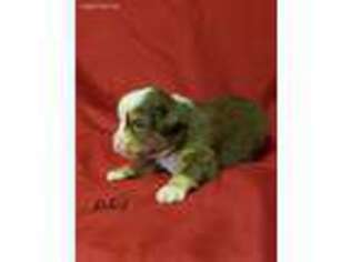 Miniature Australian Shepherd Puppy for sale in Centre, AL, USA
