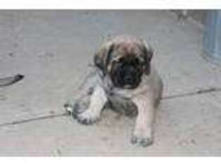 Mastiff Puppy for sale in Annandale, VA, USA