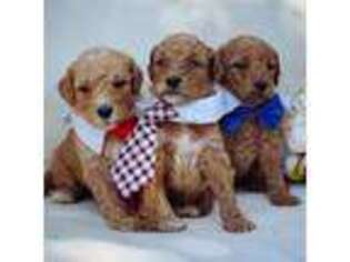 Goldendoodle Puppy for sale in Spokane, WA, USA