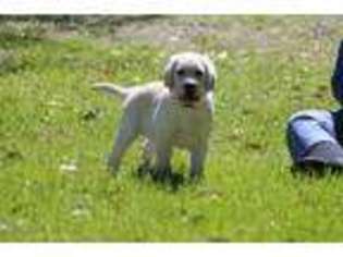 Labrador Retriever Puppy for sale in Deridder, LA, USA