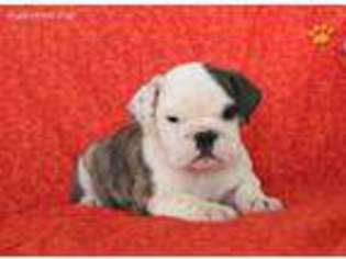 Bulldog Puppy for sale in Ronks, PA, USA