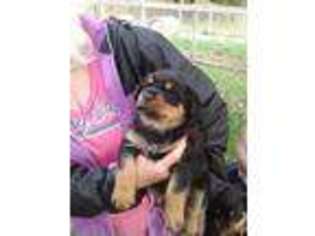 Rottweiler Puppy for sale in Pine Knot, KY, USA