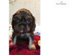 Cocker Spaniel Puppy for sale in Los Angeles, CA, USA