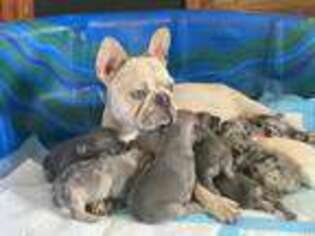 French Bulldog Puppy for sale in Dougherty, IA, USA