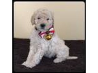 Goldendoodle Puppy for sale in West Brookfield, MA, USA