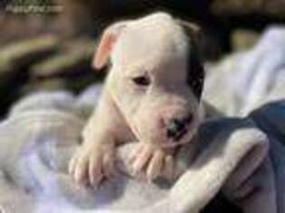 American Bulldog Puppy for sale in Follansbee, WV, USA