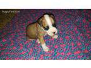 Boxer Puppy for sale in Columbus, OH, USA