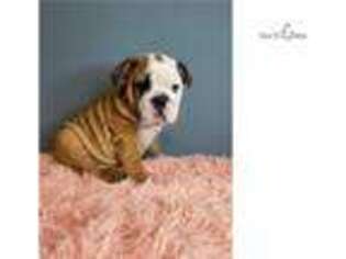 Bulldog Puppy for sale in Boston, MA, USA