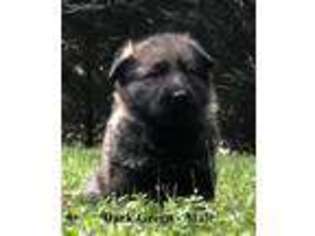 German Shepherd Dog Puppy for sale in Demorest, GA, USA