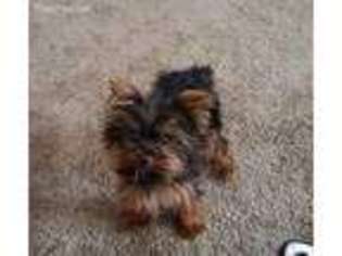 Yorkshire Terrier Puppy for sale in Warrior, AL, USA