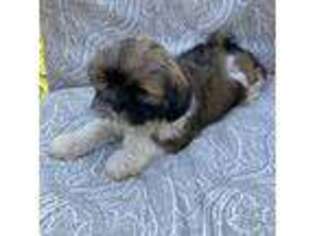 Mutt Puppy for sale in Festus, MO, USA