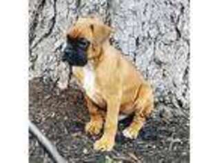 Boxer Puppy for sale in Seattle, WA, USA
