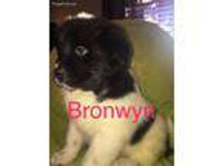 Newfoundland Puppy for sale in Morgantown, WV, USA