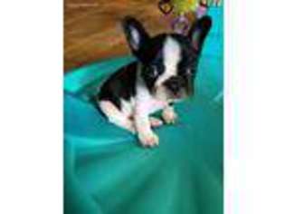 French Bulldog Puppy for sale in Jackson, GA, USA
