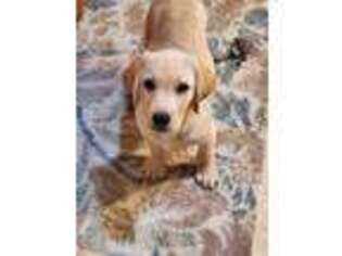 Labrador Retriever Puppy for sale in Woodbridge, NJ, USA