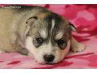Siberian Husky Puppy for sale in Denison, IA, USA