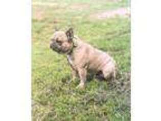 French Bulldog Puppy for sale in Marcus, IA, USA
