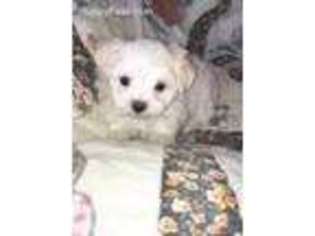 Maltese Puppy for sale in Hudson, FL, USA