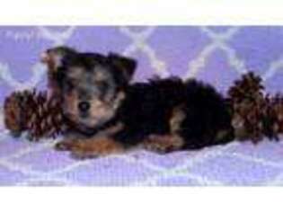 Yorkshire Terrier Puppy for sale in Apollo, PA, USA