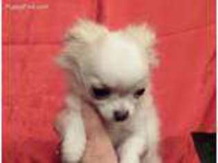 Chihuahua Puppy for sale in Shippenville, PA, USA