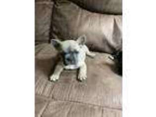 French Bulldog Puppy for sale in Lawrenceburg, KY, USA