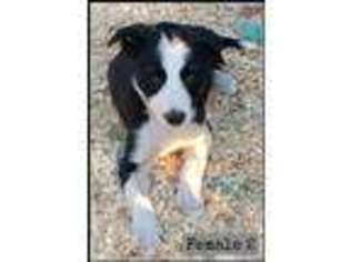 Border Collie Puppy for sale in Bingen, WA, USA