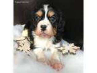 Cavapoo Puppy for sale in Blountville, TN, USA