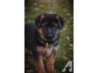 German Shepherd Dog Puppy for sale in SEATTLE, WA, USA
