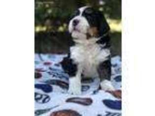 Mutt Puppy for sale in Russell, MN, USA