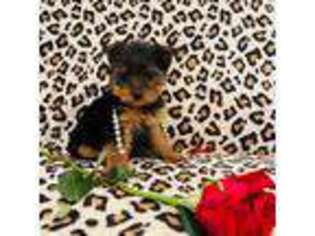 Yorkshire Terrier Puppy for sale in Albuquerque, NM, USA
