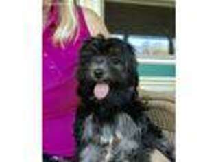 Mutt Puppy for sale in Oak Hill, OH, USA