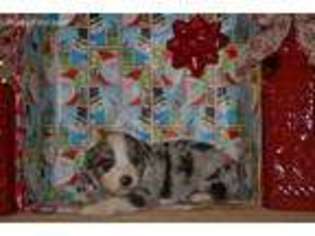 Miniature Australian Shepherd Puppy for sale in Beggs, OK, USA