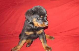 Rottweiler Puppy for sale in Saint Marys, OH, USA