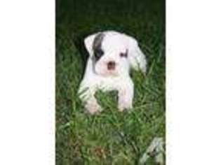 Olde English Bulldogge Puppy for sale in MILTON, PA, USA