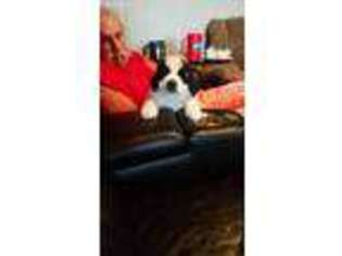 Saint Bernard Puppy for sale in Chilton, WI, USA