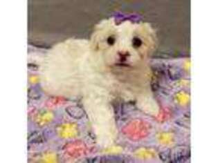 Maltese Puppy for sale in Mulberry, FL, USA
