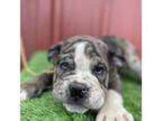 Olde English Bulldogge Puppy for sale in White River Junction, VT, USA