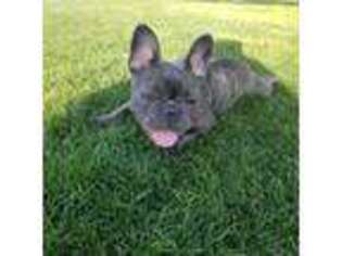 French Bulldog Puppy for sale in North Hills, CA, USA