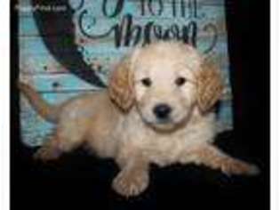 Goldendoodle Puppy for sale in Koshkonong, MO, USA