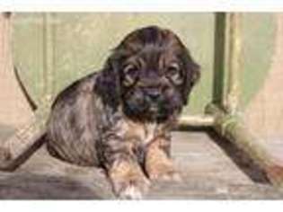 Cock-A-Poo Puppy for sale in Cainsville, MO, USA