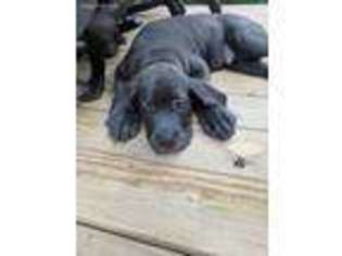 Cane Corso Puppy for sale in Rantoul, IL, USA