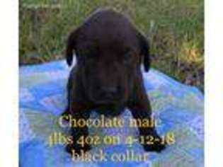 Labrador Retriever Puppy for sale in Petal, MS, USA