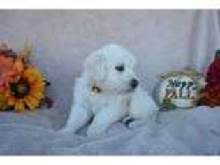 Golden Retriever Puppy for sale in Genoa, CO, USA