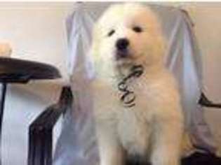 Great Pyrenees Puppy for sale in Williamstown, NJ, USA