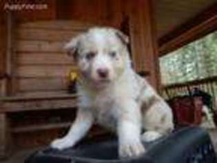 Australian Shepherd Puppy for sale in Portland, OR, USA