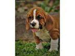 Basset Hound Puppy for sale in Liberty, KY, USA