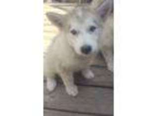Alaskan Malamute Puppy for sale in Wiggins, CO, USA